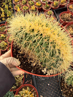 Crested Golden Barrel Cactus, Rare Fan-Shape Succulent - 8 Inch Pot