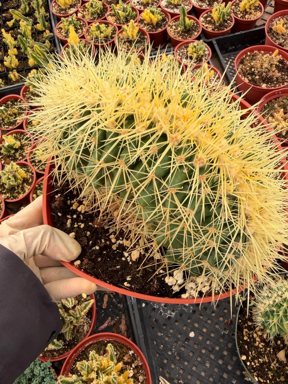 Crested Golden Barrel Cactus, Rare Fan-Shape Succulent - 8 Inch Pot