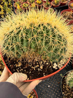 Crested Golden Barrel Cactus, Rare Fan-Shape Succulent - 8 Inch Pot