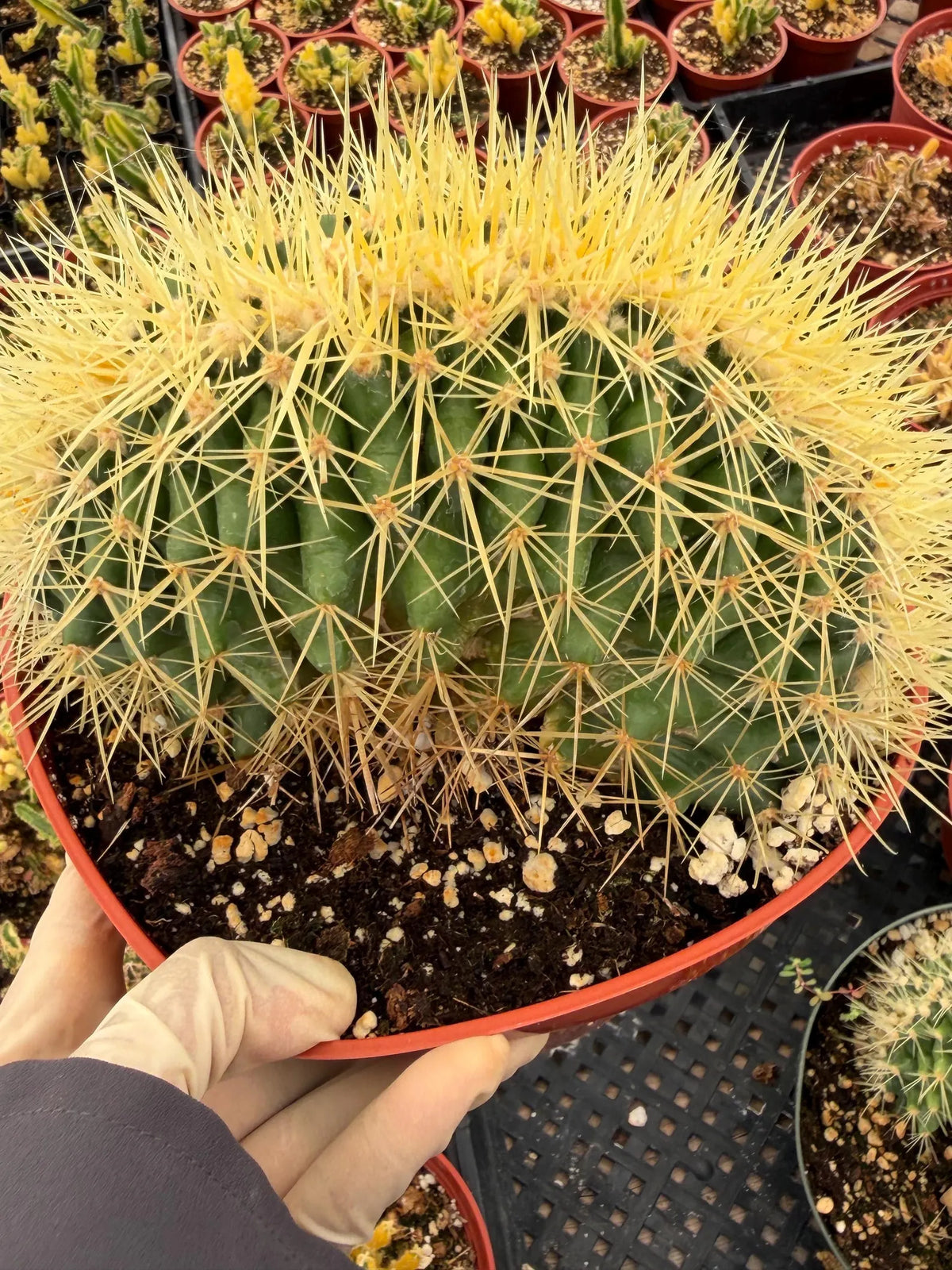 Crested Golden Barrel Cactus, Rare Fan-Shape Succulent - 8 Inch Pot