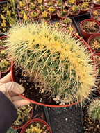 Crested Golden Barrel Cactus, Rare Fan-Shape Succulent - 8 Inch Pot
