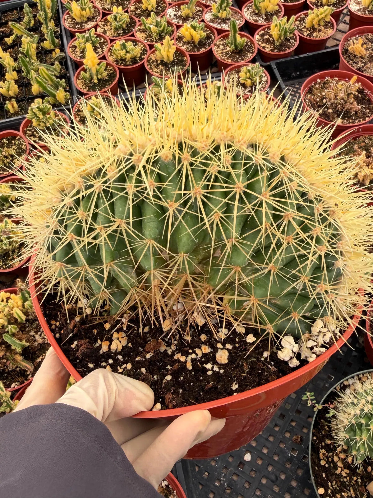 Crested Golden Barrel Cactus, Rare Fan-Shape Succulent - 8 Inch Pot