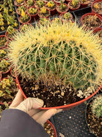 Crested Golden Barrel Cactus, Rare Fan-Shape Succulent - 8 Inch Pot