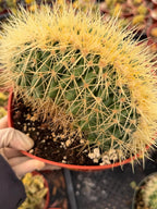 Crested Golden Barrel Cactus, Rare Fan-Shape Succulent - 8 Inch Pot