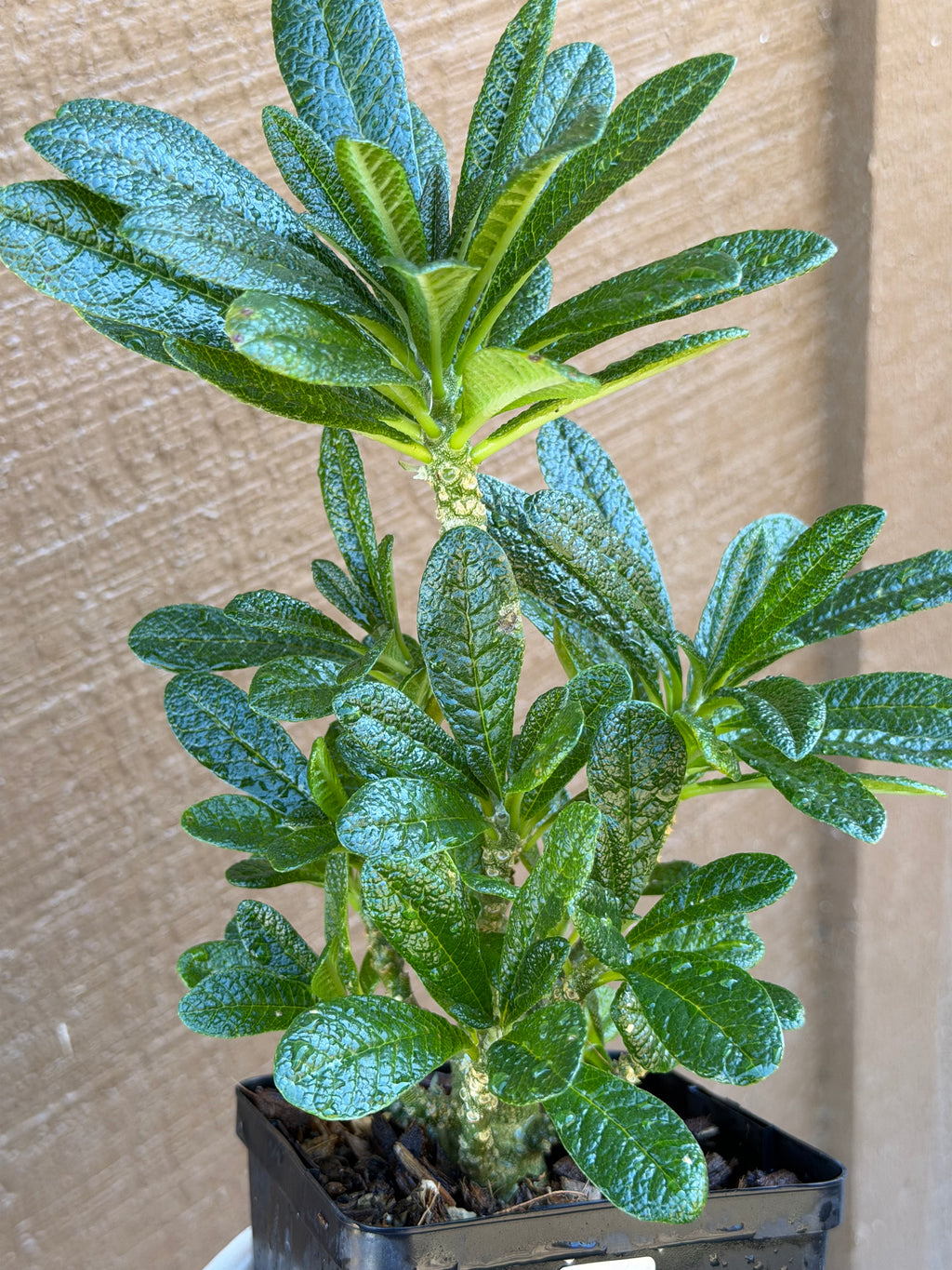 Dorstenia Gigas #387 – Rare Caudex Succulent, 7" Tall in 6" Pot, Exotic Collector Plant