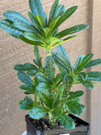Dorstenia Gigas #387 – Rare Caudex Succulent, 7" Tall in 6" Pot, Exotic Collector Plant