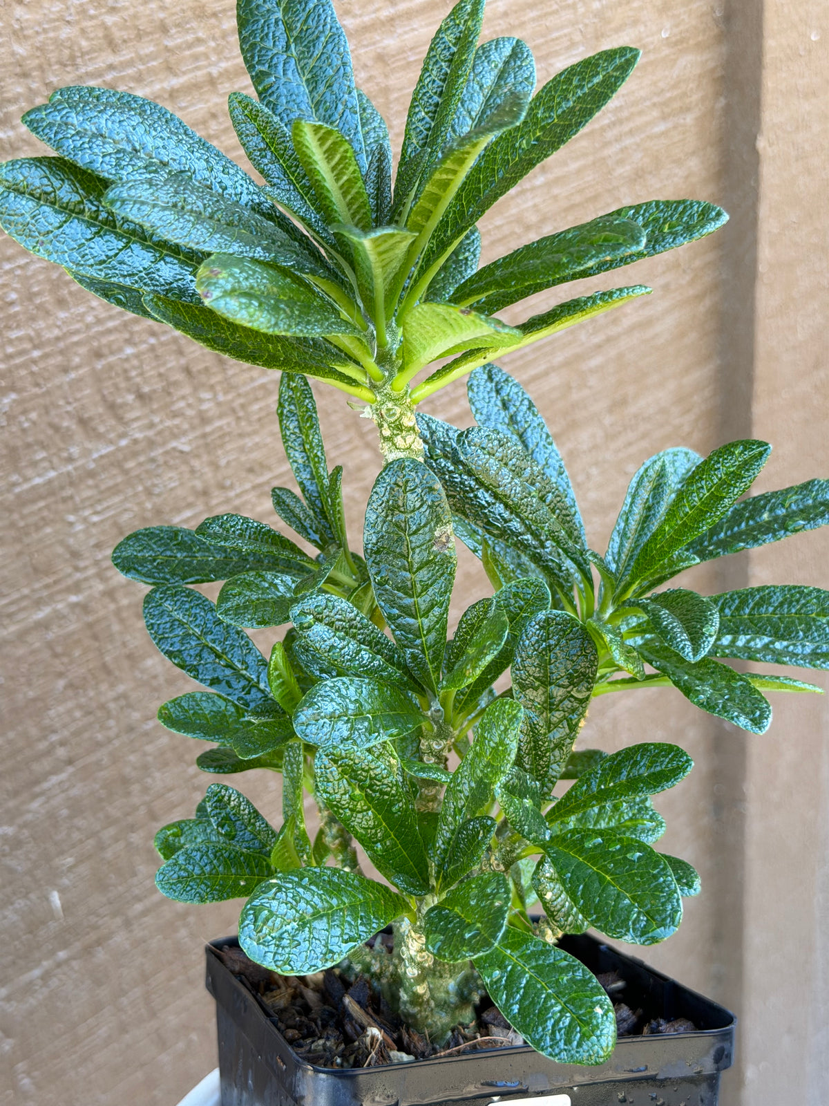 Dorstenia Gigas #387 – Rare Caudex Succulent, 7" Tall in 6" Pot, Exotic Collector Plant