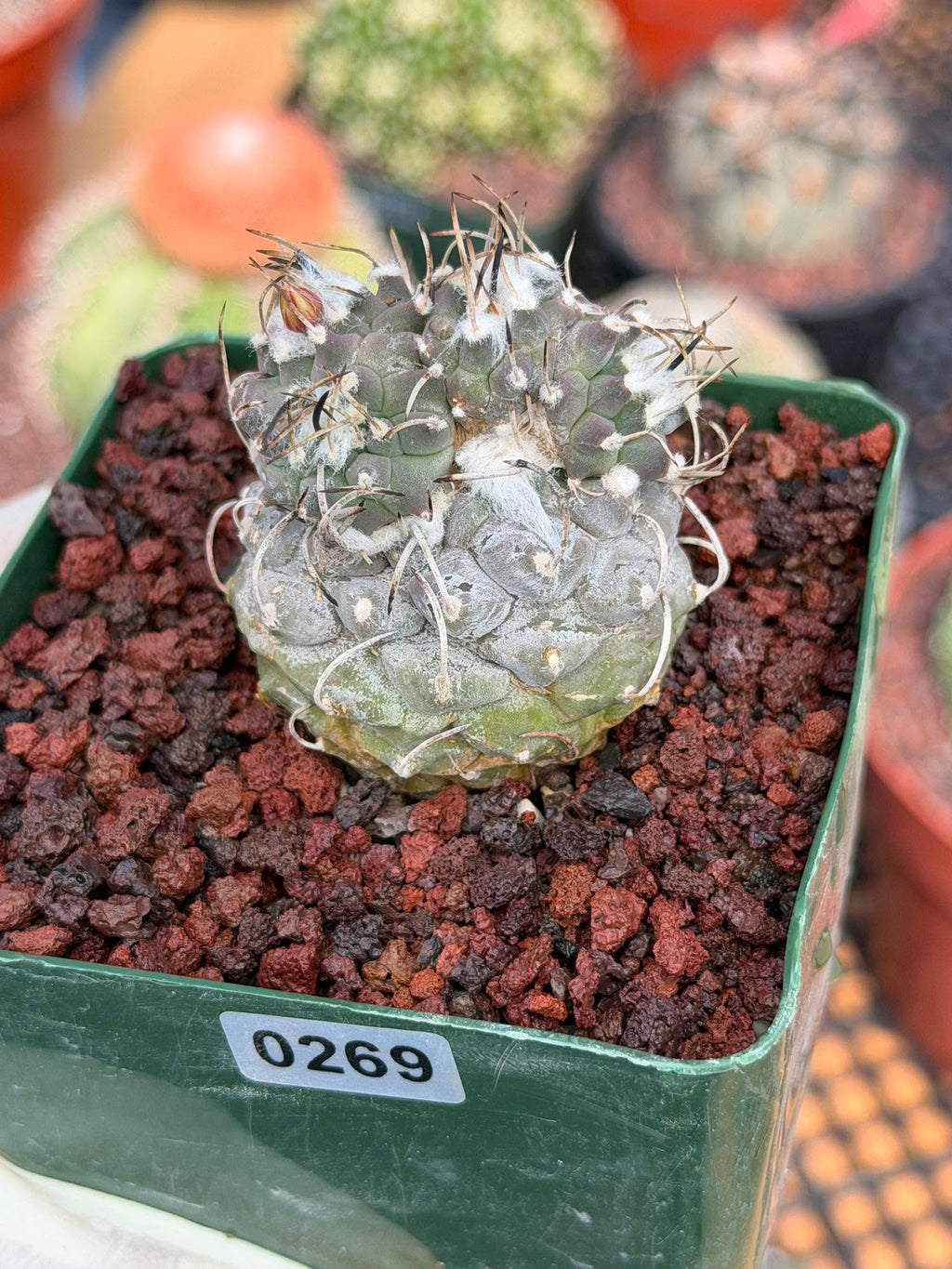 Turbinicarpus #269 | Rare Cactus with Pups Forming Crested Growth