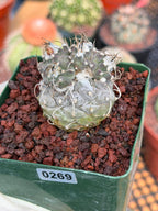Turbinicarpus #269 | Rare Cactus with Pups Forming Crested Growth
