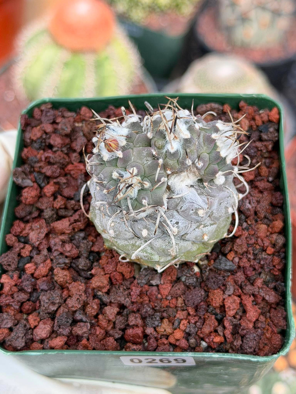 Turbinicarpus #269 | Rare Cactus with Pups Forming Crested Growth