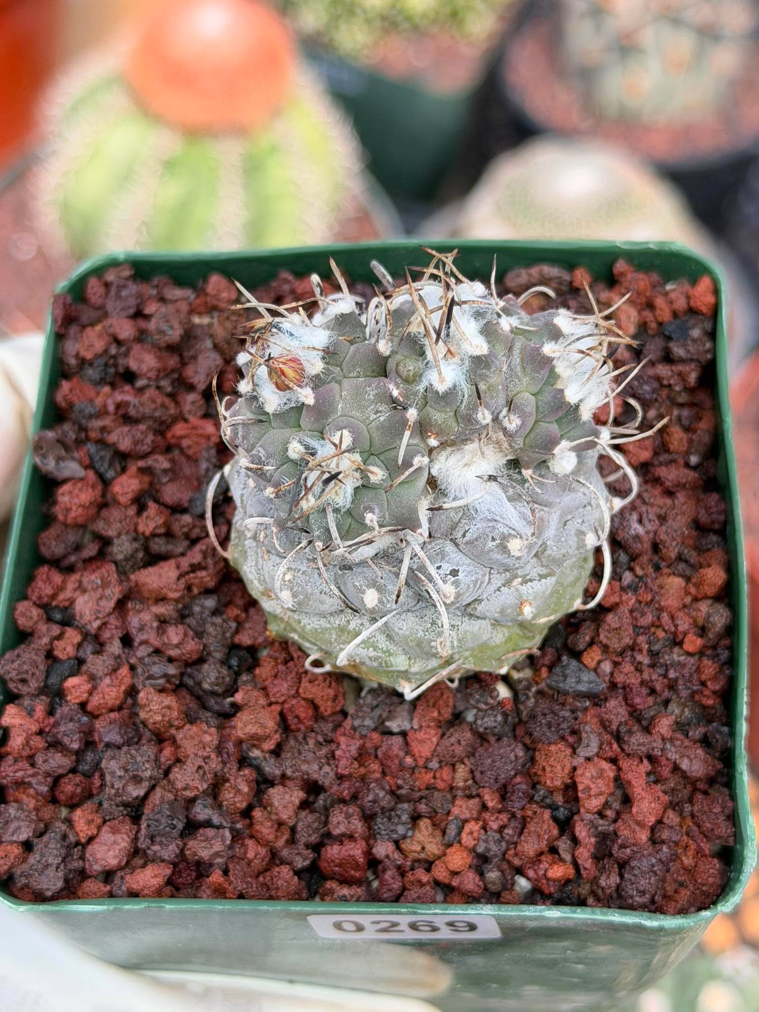 Turbinicarpus #269 | Rare Cactus with Pups Forming Crested Growth