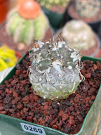 Turbinicarpus #269 | Rare Cactus with Pups Forming Crested Growth