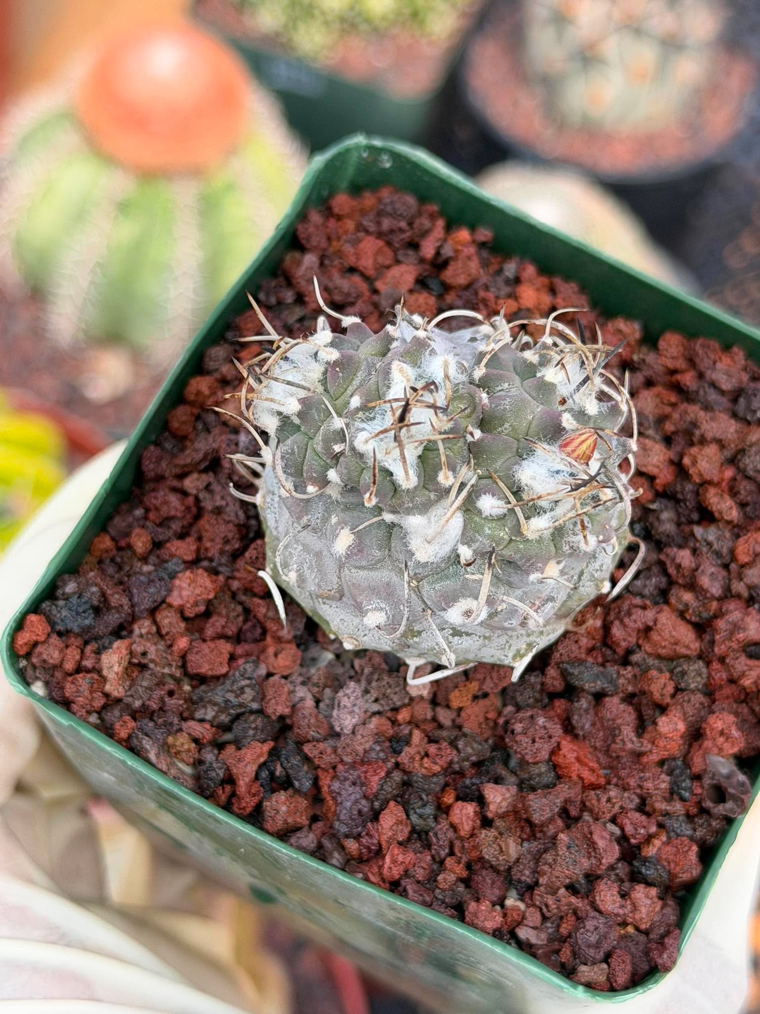 Turbinicarpus #269 | Rare Cactus with Pups Forming Crested Growth