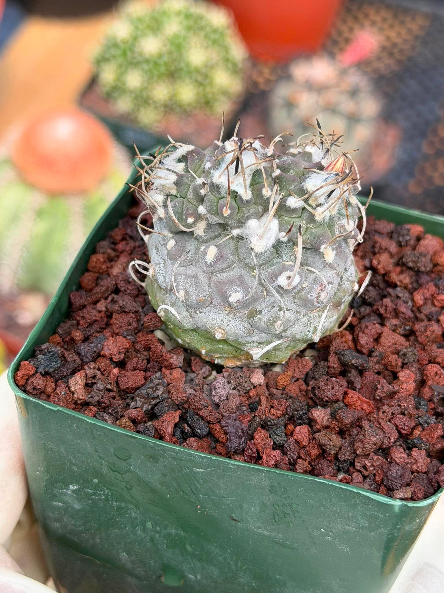 Turbinicarpus #269 | Rare Cactus with Pups Forming Crested Growth
