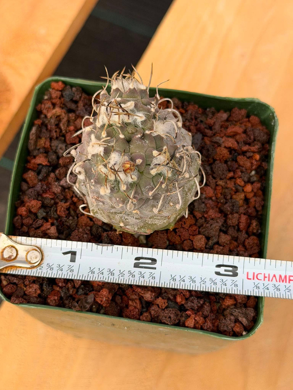 Turbinicarpus #269 | Rare Cactus with Pups Forming Crested Growth