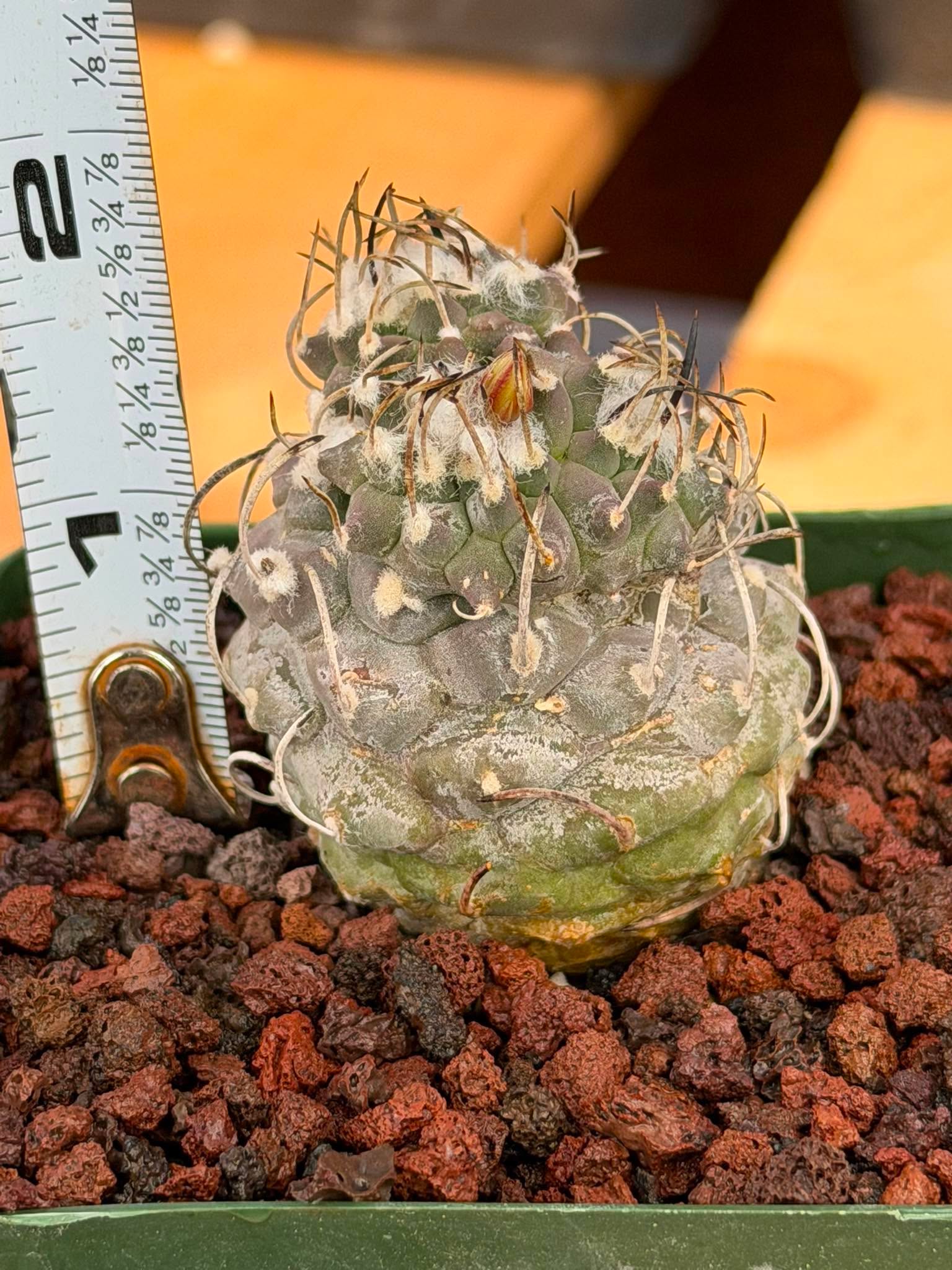 Turbinicarpus #269 | Rare Cactus with Pups Forming Crested Growth
