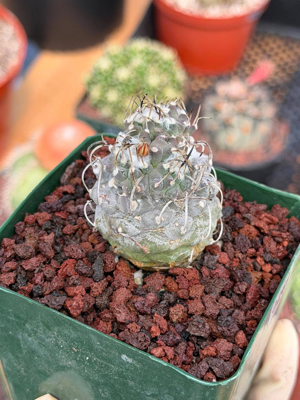 Turbinicarpus #269 | Rare Cactus with Pups Forming Crested Growth