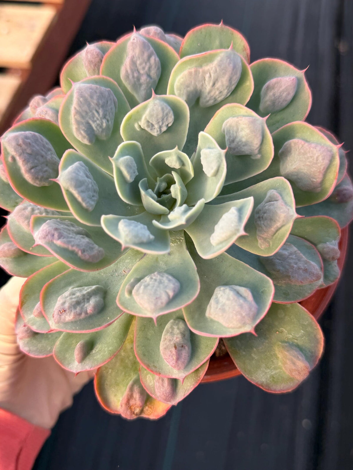 6” Echeveria Raindrop | Live Echeveria | Rare Live Plant