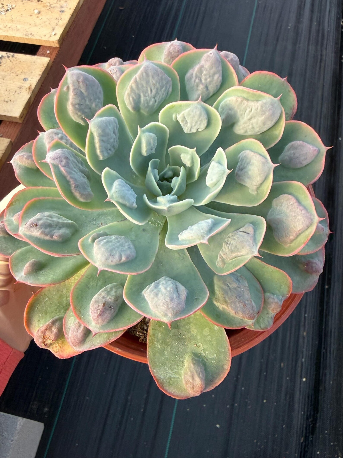 6” Echeveria Raindrop | Live Echeveria | Rare Live Plant
