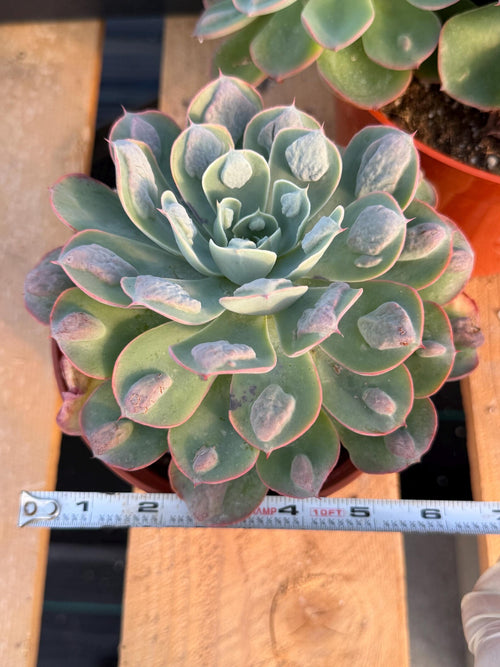 6” Echeveria Raindrop | Live Echeveria | Rare Live Plant