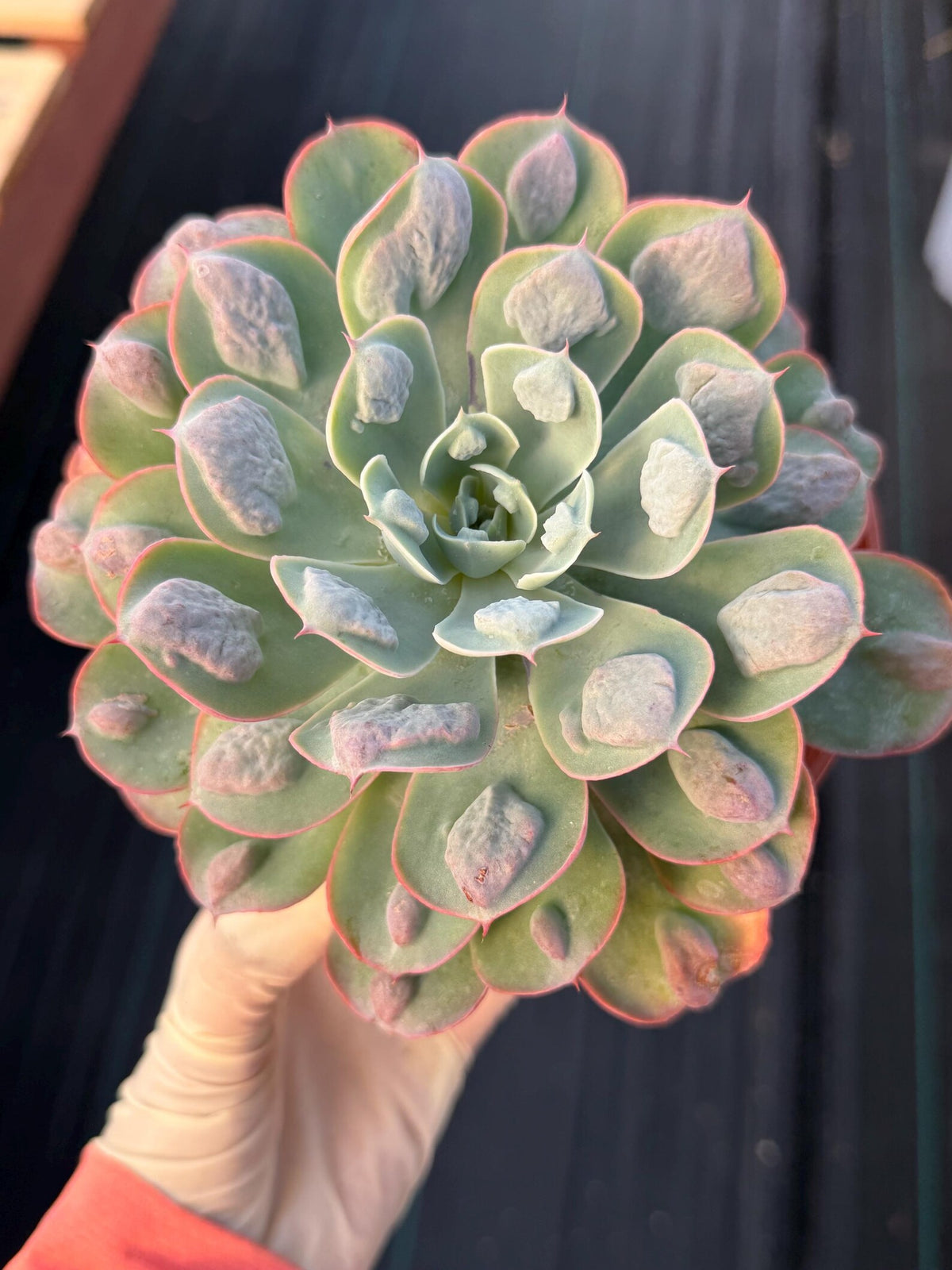 6” Echeveria Raindrop | Live Echeveria | Rare Live Plant