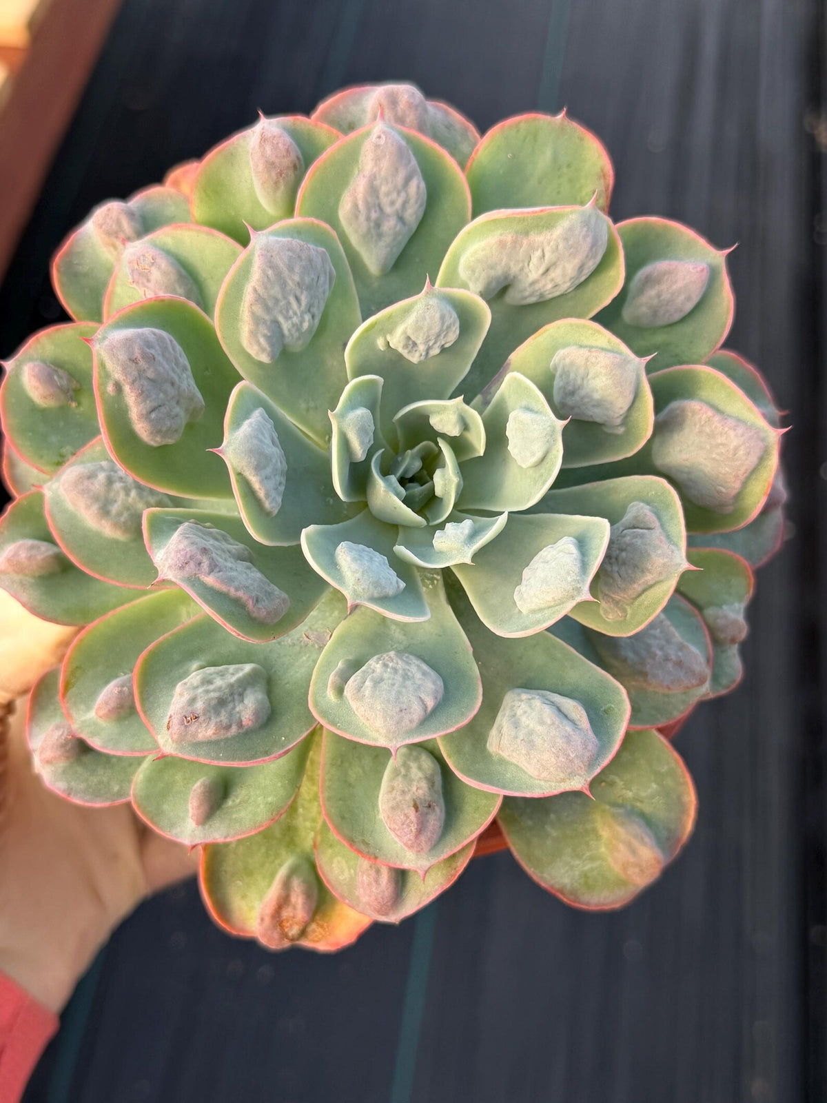 6” Echeveria Raindrop | Live Echeveria | Rare Live Plant