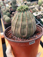 Euphorbia Obesa Large #246 | Rare Baseball Plant | Large Collector's Specimen