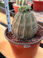 Euphorbia Obesa Large #246 | Rare Baseball Plant | Large Collector's Specimen