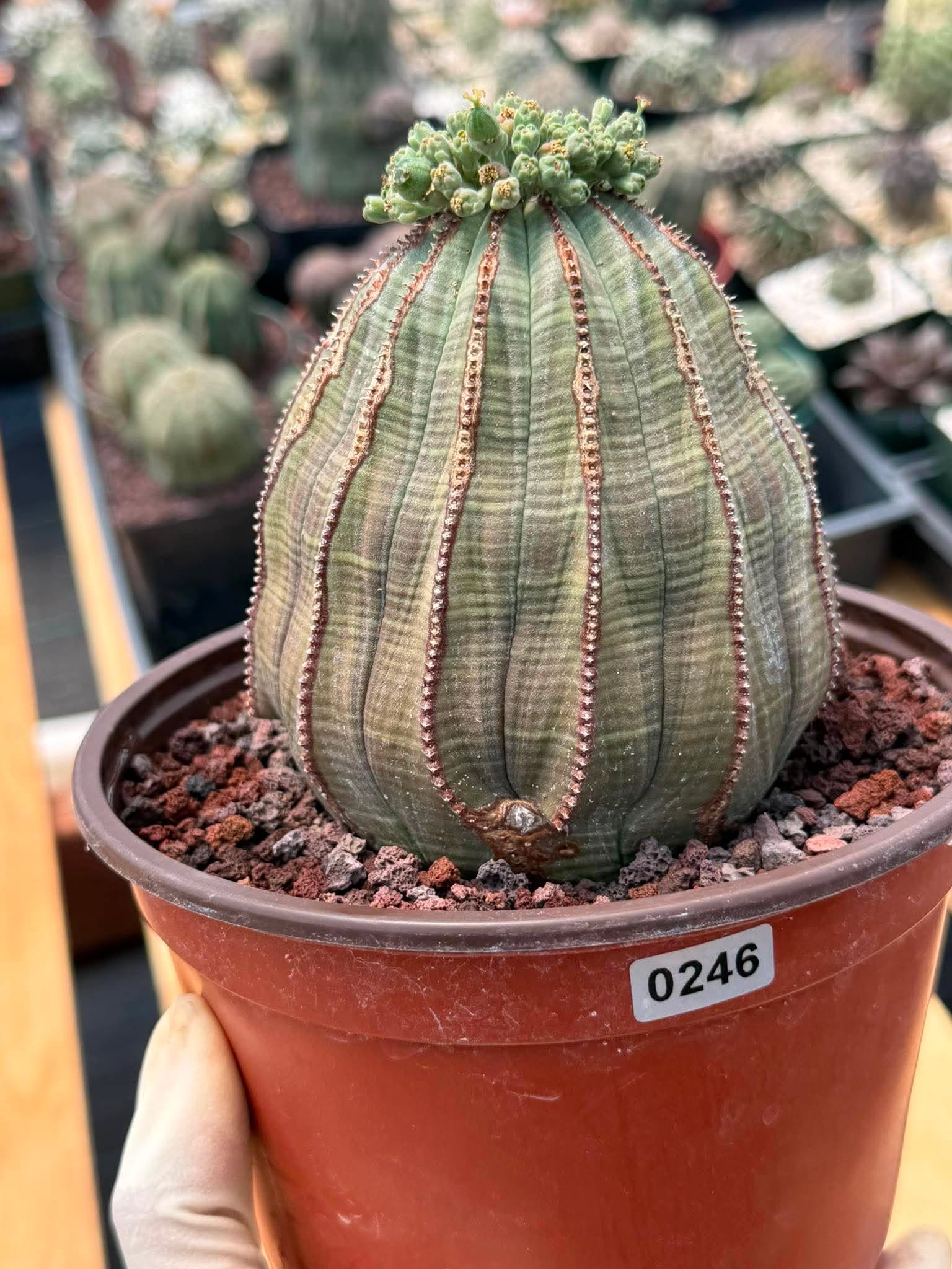 Euphorbia Obesa Large #246 | Rare Baseball Plant | Large Collector's Specimen