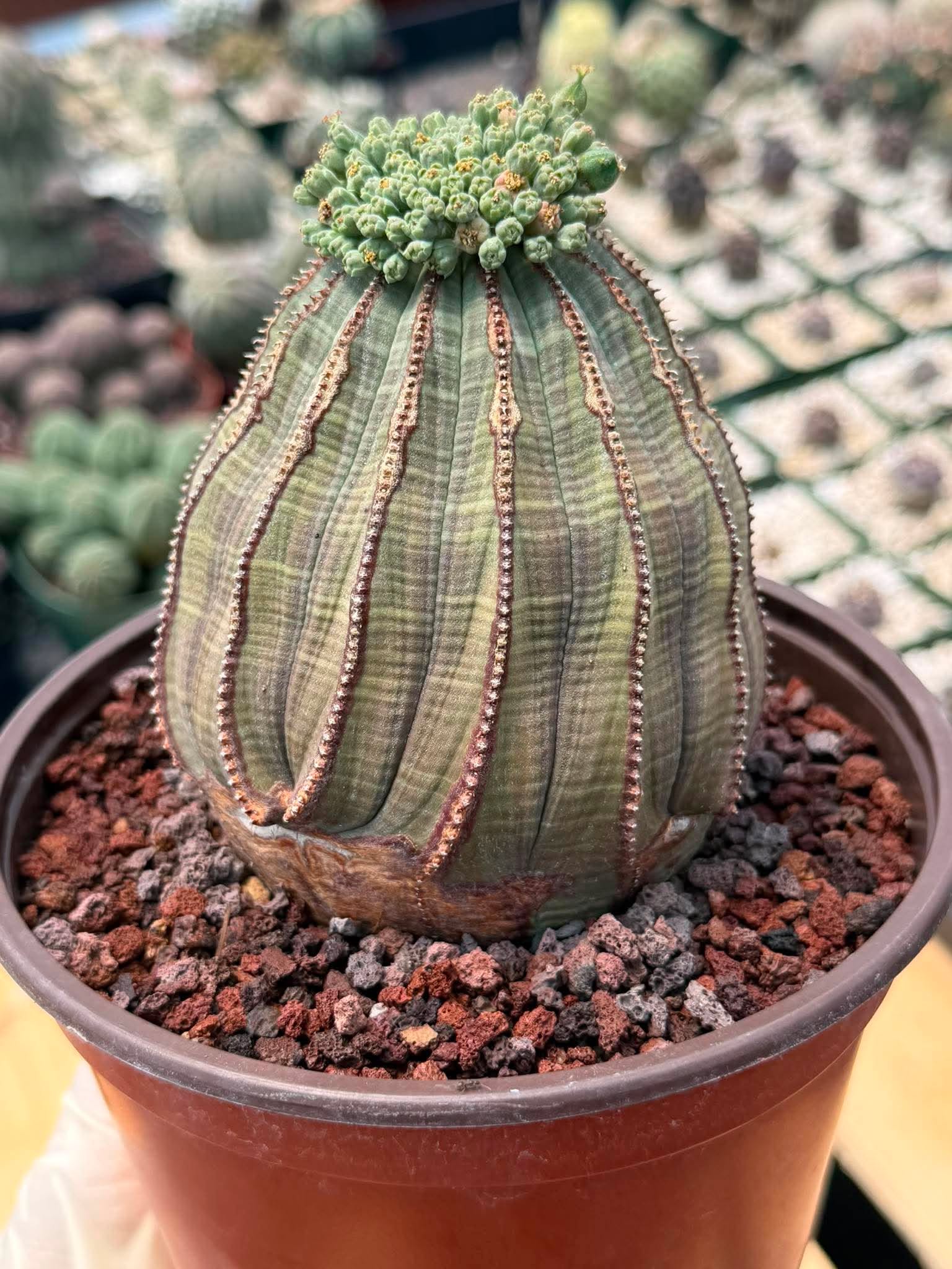 Euphorbia Obesa Large #246 | Rare Baseball Plant | Large Collector's Specimen