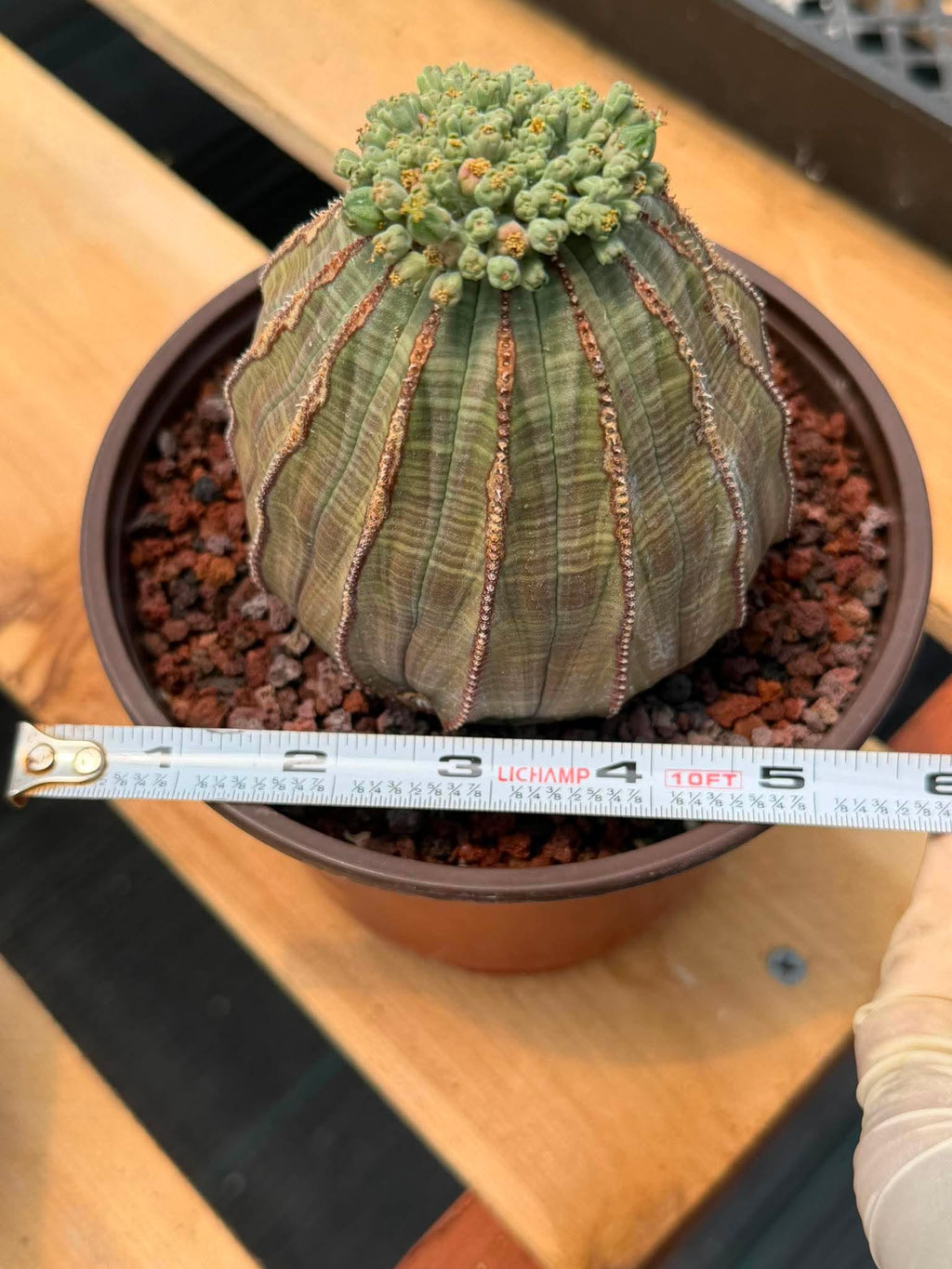 Euphorbia Obesa Large #246 | Rare Baseball Plant | Large Collector's Specimen