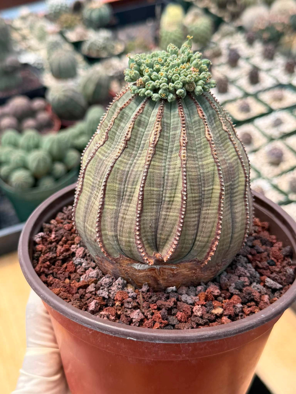 Euphorbia Obesa Large #246 | Rare Baseball Plant | Large Collector's Specimen