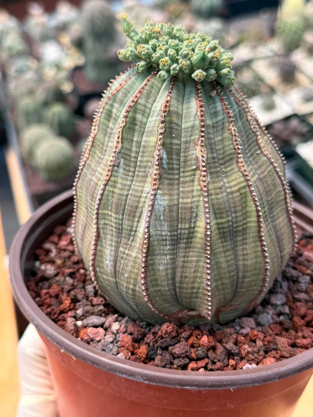 Euphorbia Obesa Large #246 | Rare Baseball Plant | Large Collector's Specimen