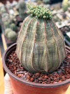 Euphorbia Obesa Large #246 | Rare Baseball Plant | Large Collector's Specimen