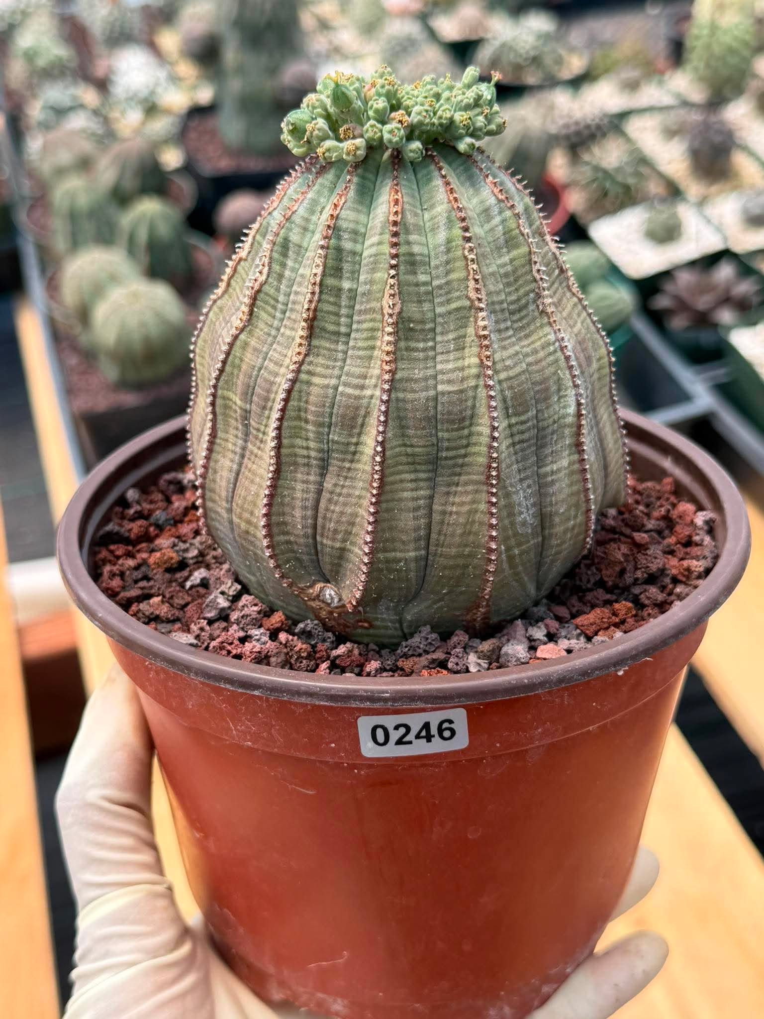 Euphorbia Obesa Large #246 | Rare Baseball Plant | Large Collector's Specimen