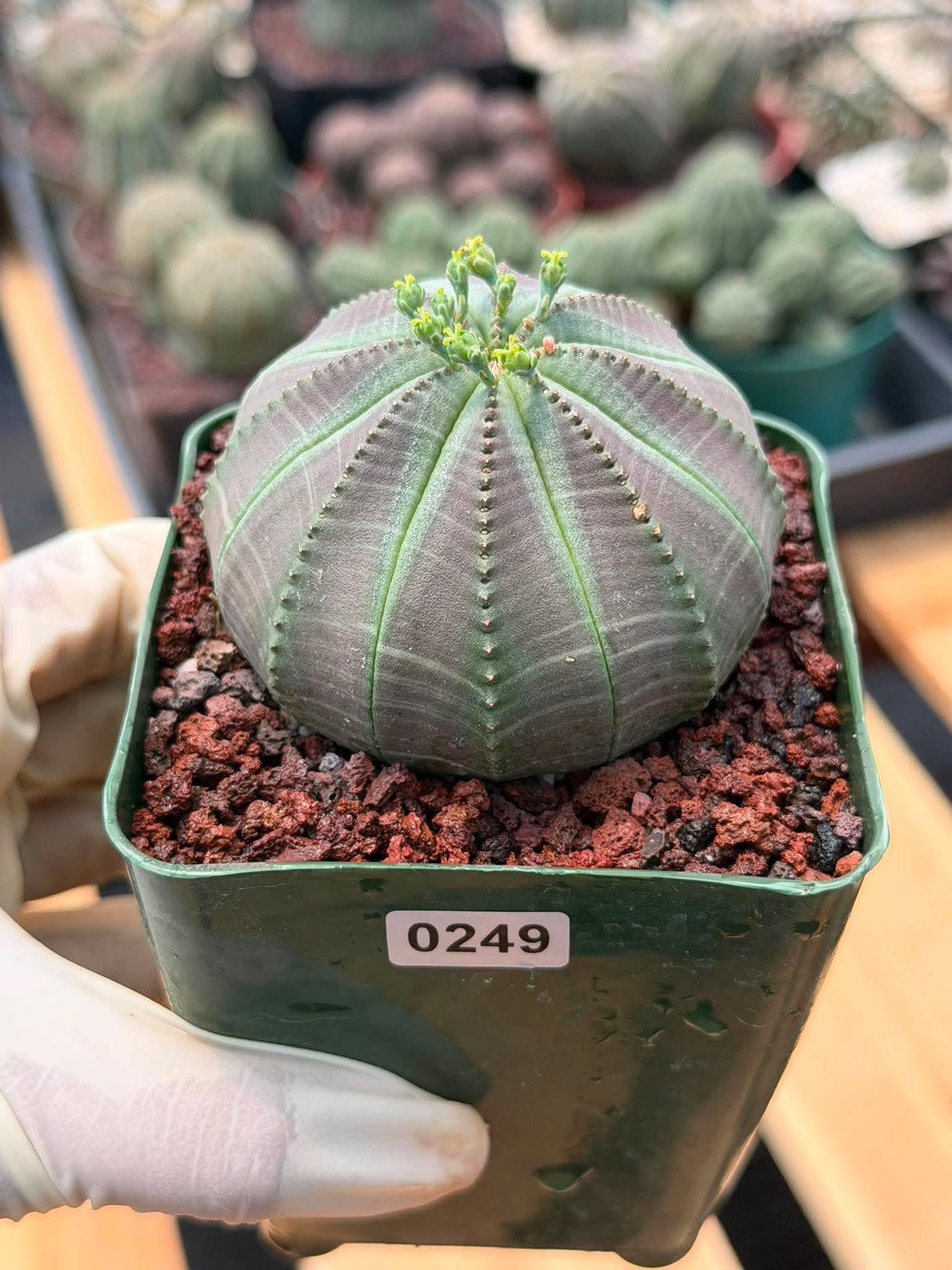 Euphorbia Obesa #249 | Rare Baseball Plant | Collector's Succulent