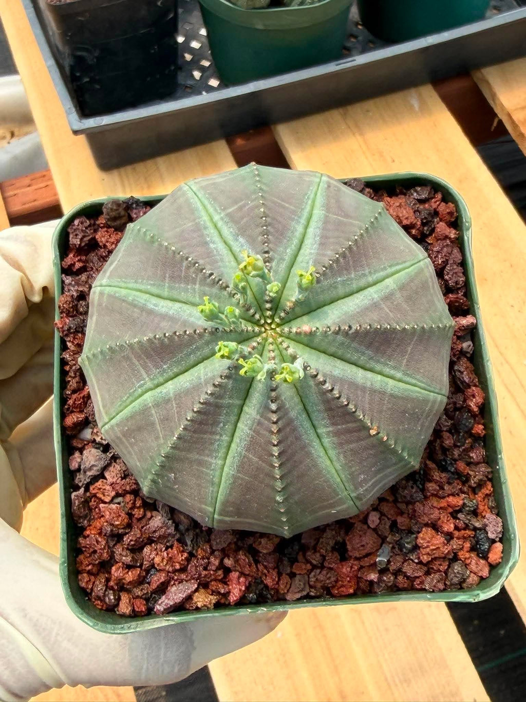 Euphorbia Obesa #249 | Rare Baseball Plant | Collector's Succulent