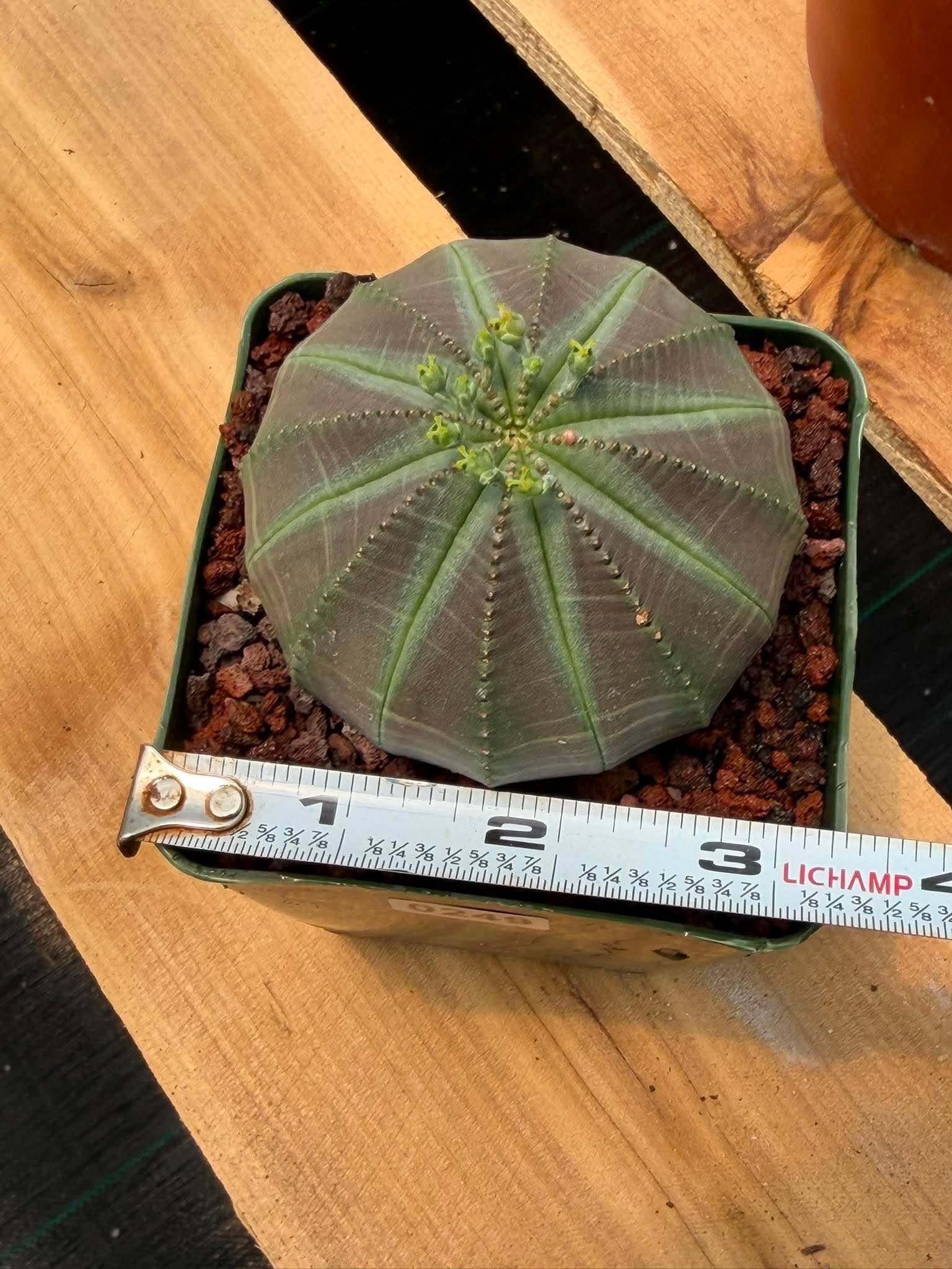 Euphorbia Obesa #249 | Rare Baseball Plant | Collector's Succulent