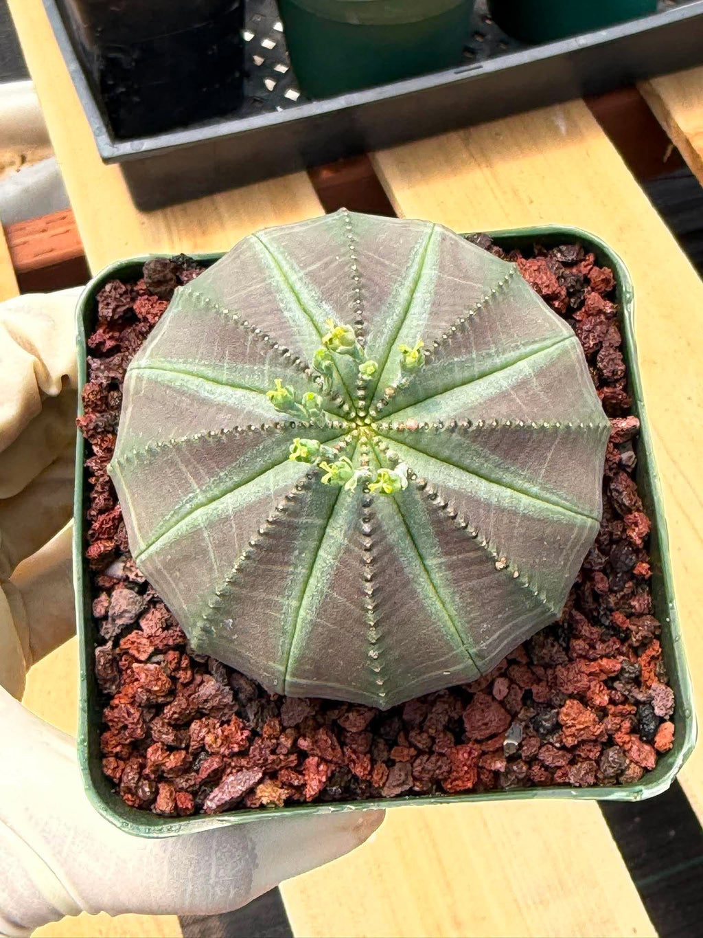 Euphorbia Obesa #249 | Rare Baseball Plant | Collector's Succulent