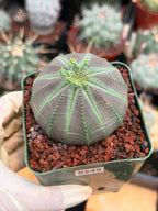 Euphorbia Obesa #249 | Rare Baseball Plant | Collector's Succulent