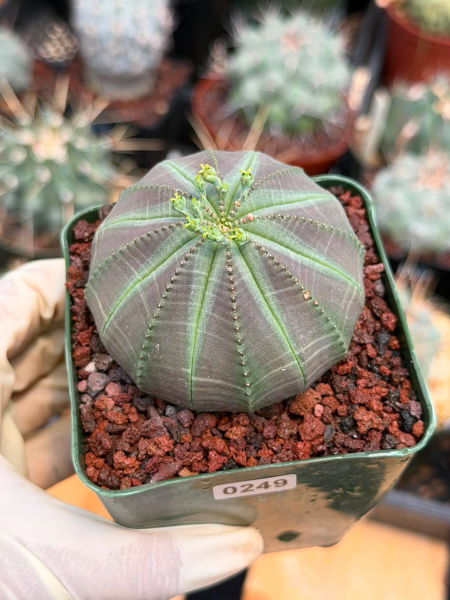 Euphorbia Obesa #249 | Rare Baseball Plant | Collector's Succulent