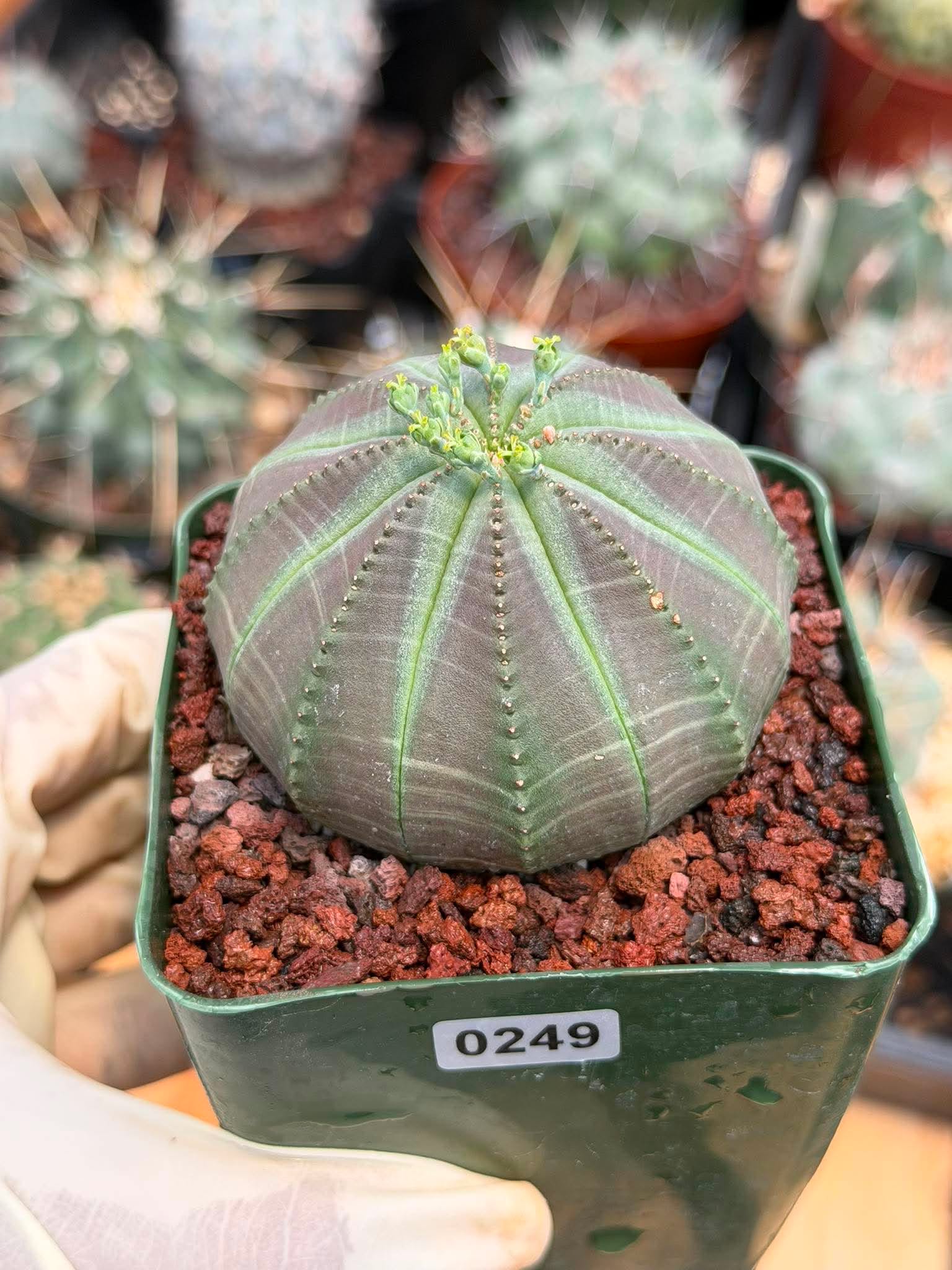 Euphorbia Obesa #249 | Rare Baseball Plant | Collector's Succulent