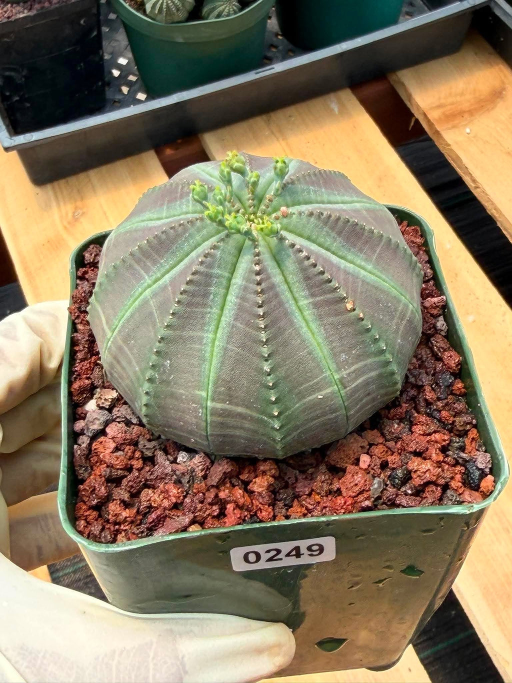 Euphorbia Obesa #249 | Rare Baseball Plant | Collector's Succulent