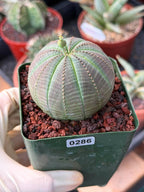 Euphorbia Obesa #286 | Rare Succulent | Baseball Plant