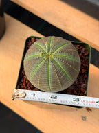 Euphorbia Obesa #286 | Rare Succulent | Baseball Plant