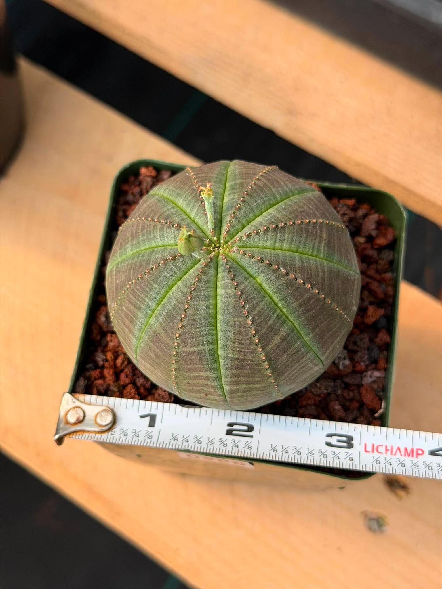 Euphorbia Obesa #286 | Rare Succulent | Baseball Plant
