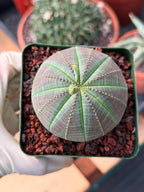 Euphorbia Obesa #286 | Rare Succulent | Baseball Plant