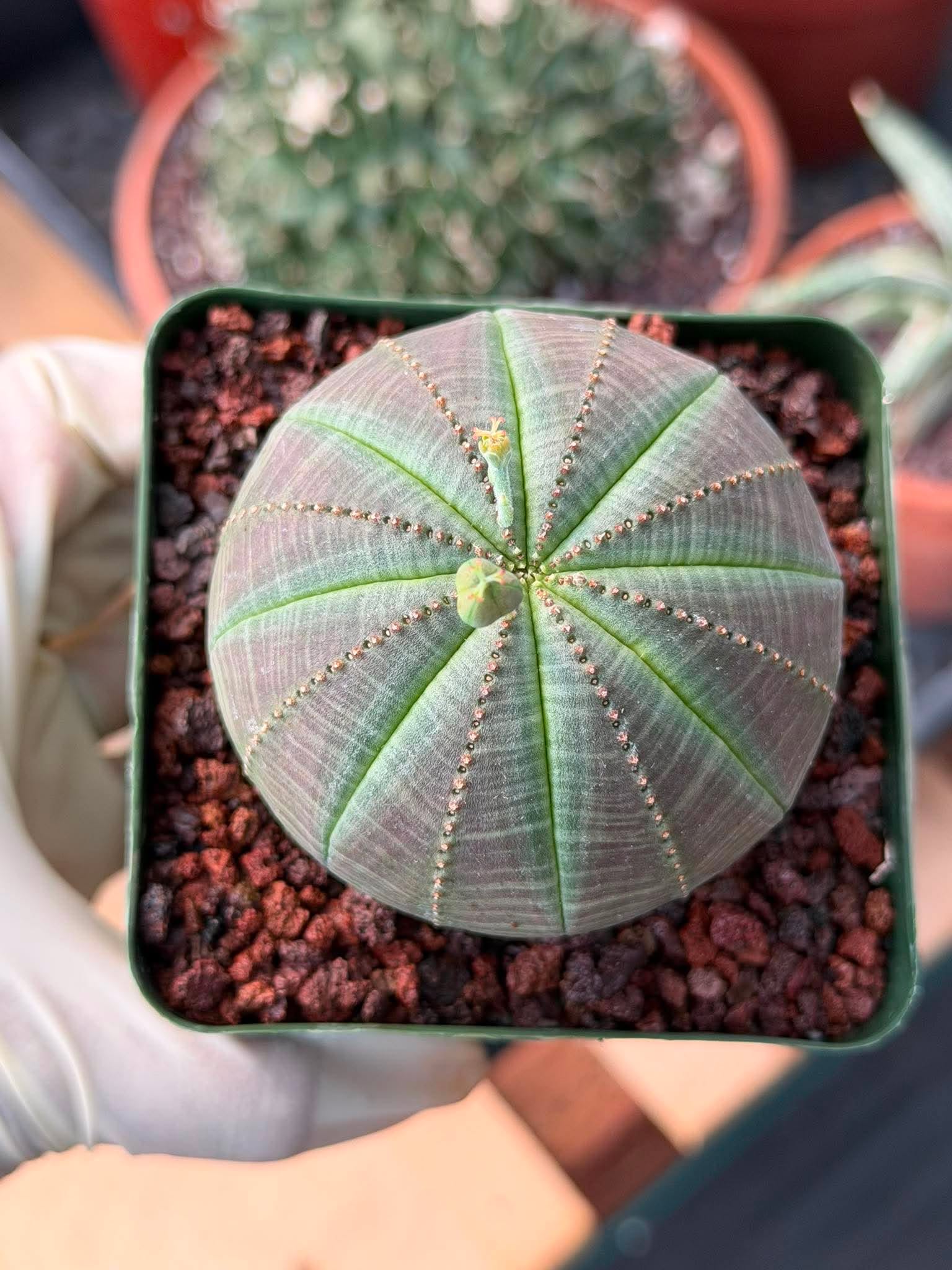 Euphorbia Obesa #286 | Rare Succulent | Baseball Plant
