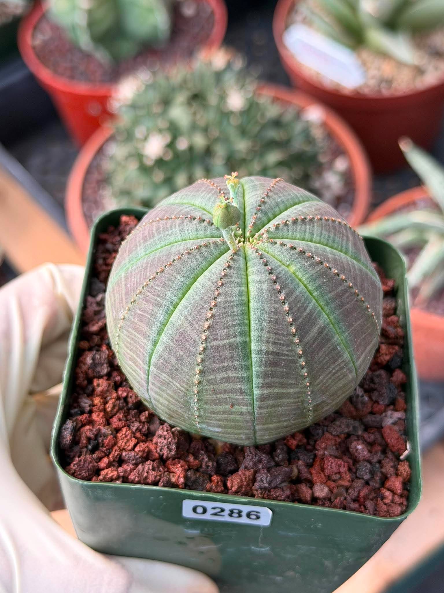 Euphorbia Obesa #286 | Rare Succulent | Baseball Plant