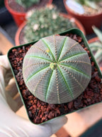 Euphorbia Obesa #286 | Rare Succulent | Baseball Plant